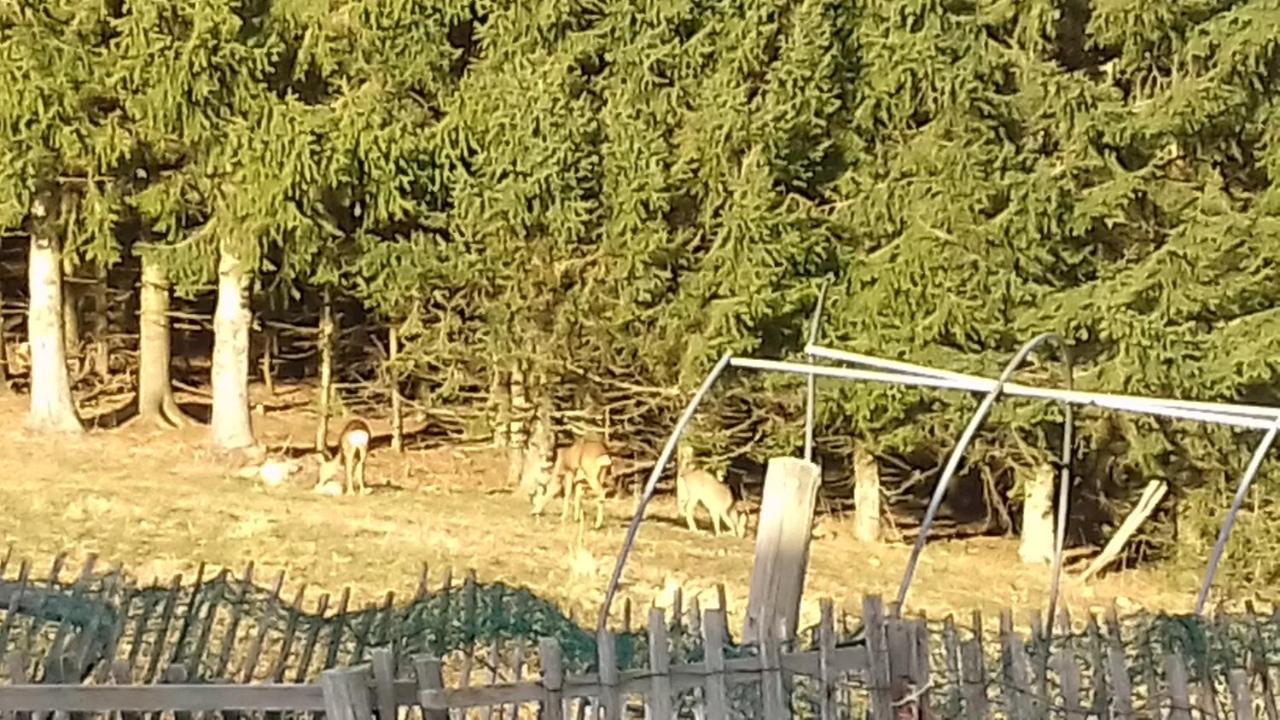 Petit Chalet Nature Les Rousses Esterno foto